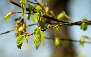 5月中旬柑橘樹(shù)還可以嫁接嗎為什么（柑橘五月份如何嫁接）