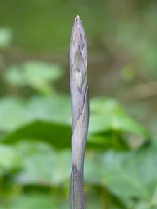 柑橘樹除草用什么藥好（柑橘苗圃用什么除草劑）