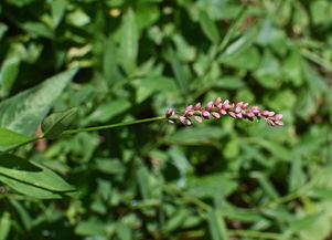 耙耙柑開花期打什么藥（耙耙柑開花期管理）