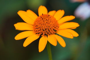 沃柑開花能噴農藥嗎（沃柑開花能噴農藥嗎視頻）