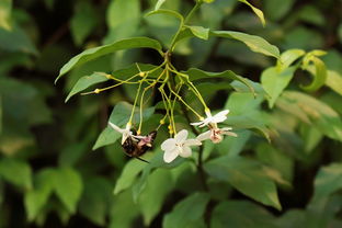 怎么分辨脆蜜金柑（脆蜜金柑的種植技術(shù)）