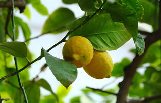 柑橘水果苗木種植技術(shù)管理方法論文（柑橘種植實施方案）