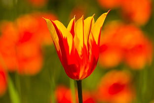 發(fā)展柑橘產(chǎn)業(yè)促進農(nóng)民增收:科技助力特色種植業(yè)振興的生態(tài)經(jīng)濟新路徑