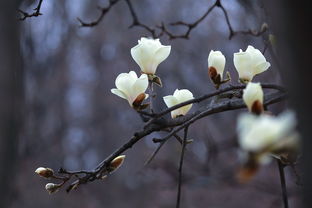 柑橘黃龍病吊瓶營養(yǎng)液:高效防控技術(shù)與應(yīng)用前景分析