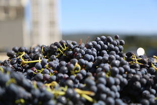 柑橘芽變育種過程的遺傳變異機制與優(yōu)良性狀篩選技術研究