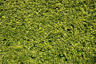 剛栽柑橘苗需要剪葉子嗎？掌握正確修剪時(shí)機(jī)與方法解析