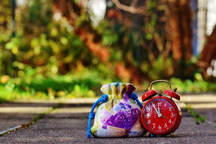 佛手柑怎么養(yǎng)要每天澆水嗎？正確澆水頻率與養(yǎng)護(hù)技巧詳解