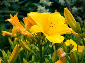 愛(ài)媛43號(hào)柑橘品種簡(jiǎn)介：栽培特性、口感優(yōu)勢(shì)與產(chǎn)業(yè)價(jià)值全解析