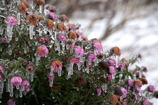 吳老三柑橘修剪視頻：專業(yè)修剪技巧與詳細步驟教學（新手必學）