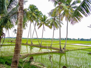 佛手柑怎么養(yǎng)出新枝條？修剪施肥三步技巧促生長