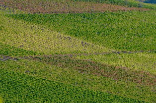 樂山柑橘種植區(qū)域及產(chǎn)業(yè)分布解析:樂山哪幾個(gè)縣種柑橘