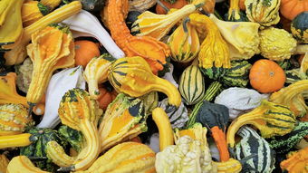 四川愛媛果凍橙新鮮采摘果園現(xiàn)摘現(xiàn)發(fā)，自然香甜果園直供當(dāng)季鮮橙