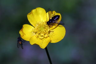 柑橘類果樹哪種耐寒性強？解析抗寒品種及其適栽區(qū)域