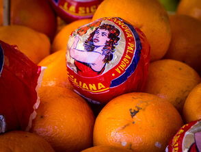 日本溫州蜜柑的品種改良之路與出口市場前景探析