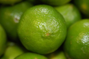 剛栽柑橘樹要拔掉葉子嗎視頻詳解:新手必學(xué)的柑橘樹養(yǎng)護(hù)關(guān)鍵步驟