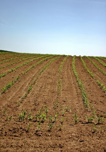 柑桔低溫可以修剪嗎？冬季修剪的正確方法及注意事項(xiàng)