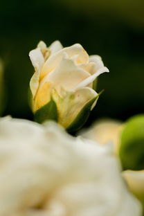 柑橘嫁接選芽技術(shù)要點解析及實用技巧分享