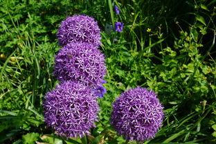 未來柑橘樹苗：抗病基因改良與智能栽培技術(shù)的創(chuàng)新融合