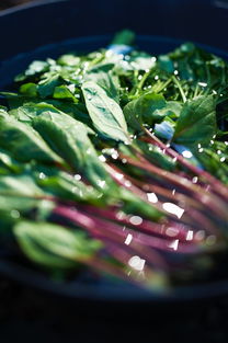 探秘：柑橘什么地方最出名？中國五大優(yōu)質產地推薦！