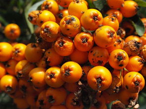 柑橘有創(chuàng)意名字靈感大爆發(fā)：解鎖趣味命名寶典，讓水果品牌鮮活出圈！