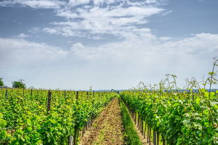 種新會(huì)柑橘一畝掙多少錢？2023年種植收益與成本利潤(rùn)解析