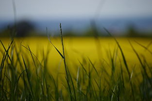 新會(huì)天馬圈枝柑苗核心產(chǎn)區(qū)溯源:正宗柑苗種植技術(shù)與產(chǎn)業(yè)價(jià)值解析