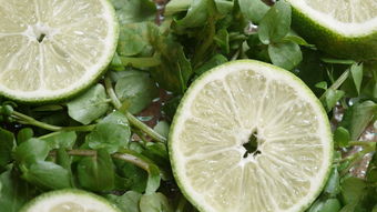 蜜達柑橘苗視頻：高效種植技巧與養(yǎng)護全流程詳解