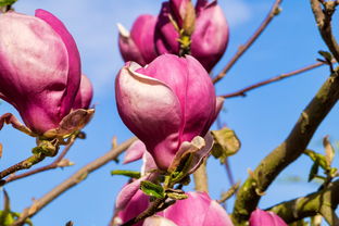 柑橘6月怎么落果呢？解析關(guān)鍵原因及應(yīng)對(duì)策略