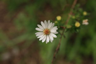 如何種出甜好看柑橘:從選苗到豐收的5大關(guān)鍵栽培技巧