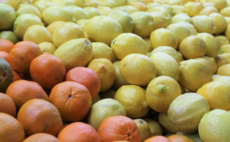 成年柑橘樹如何移栽最好視頻教程：詳細(xì)步驟與專業(yè)技巧全解析