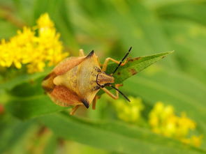 扦插柑橘要用幾年生枝條？1-2年生枝條選擇技巧與存活率分析