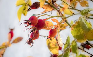 紅美人柑橘適合什么地方種？最佳種植區(qū)域與氣候條件解析