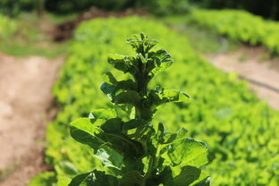 沃柑實生苗幾年結(jié)果?種植周期與影響因素深度解析