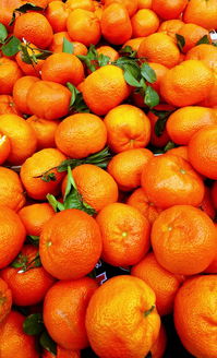 2023年最新品種柑橘苗價格表發(fā)布，附市場行情與種植指南