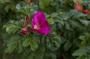 四川耙耙柑樹苗高產(chǎn)栽培指南：優(yōu)質(zhì)品種選購與種植技巧解析