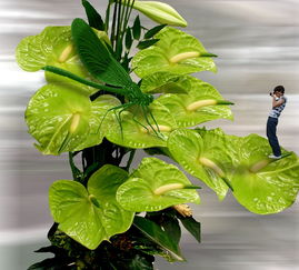 柑橘最大差別什么?揭秘品種特性與口感差異的關(guān)鍵因素