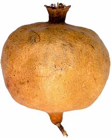 簡單柑桔品種全解析：新手必選的易種好養(yǎng)家庭果樹指南