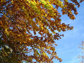 小柑橘結(jié)果時(shí)間詳解：季節(jié)變化與栽培技術(shù)對(duì)果實(shí)成熟周期的影響