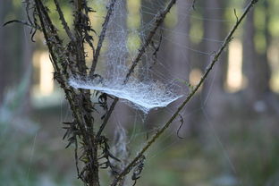 柑橘幼苗如何科學(xué)放梢？關(guān)鍵管理技巧與注意事項詳解