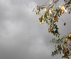 四川眉山正宗耙耙柑苗：高產(chǎn)優(yōu)質(zhì)品種推薦與種植技術(shù)解析