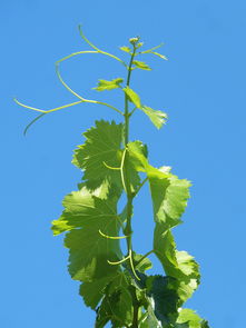 新會(huì)柑橘種植技術(shù)詳解：高效栽培要點(diǎn)與科學(xué)管理指南