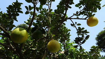 我國柑橘果品質量安全標準規(guī)定的政策解讀與規(guī)范要求分析