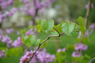 沃柑樹苗移栽多久才發(fā)芽？關(guān)鍵因素與時(shí)間節(jié)點(diǎn)解析