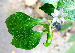 柑桔出根期什么時候？關(guān)鍵時期與種植管理要點(diǎn)詳解