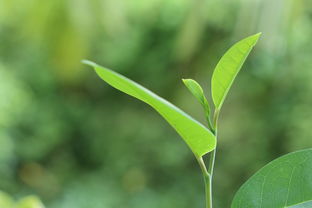 常德市地區(qū)種沃柑：生態(tài)種植技術(shù)助力柑橘產(chǎn)業(yè)升級(jí)之路