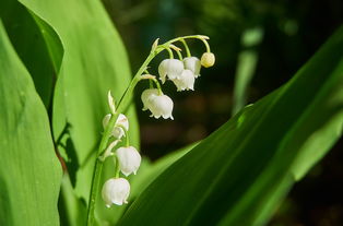 柑橘嫁接后多長時間才發(fā)芽？影響因素及管理技巧解析