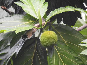 柑橘形態(tài)特征解析:果實、葉片與植株的生物學(xué)辨識要點