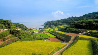 科技賦能鄉(xiāng)村振興：明溪柑桔種植合作社引領(lǐng)果農(nóng)增收新路徑