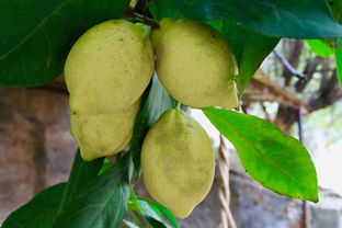 柑橘栽植技術(shù)要點(diǎn)（柑橘樹(shù)種植技術(shù)）