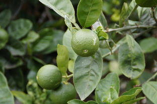 柑橘栽植技術(shù)要點(diǎn)（柑橘樹(shù)種植技術(shù)）
